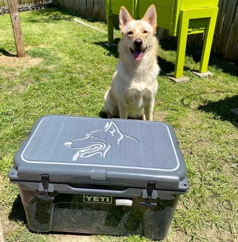 Labrador - SG/AQ